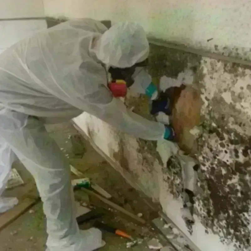 Mold Remediation and Removal in Harris, MN